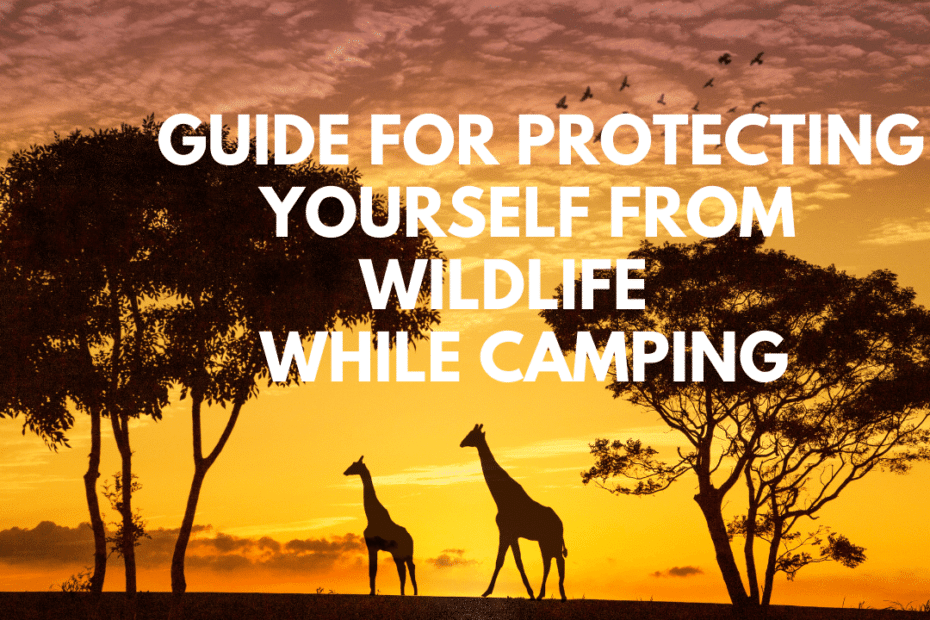 Guide Protecting Yourself from Wildlife While Camping